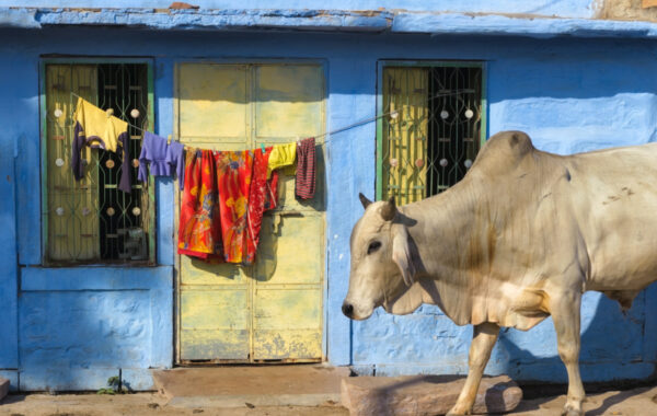 Jodhpur