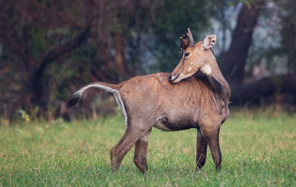 Ranthambore National Park