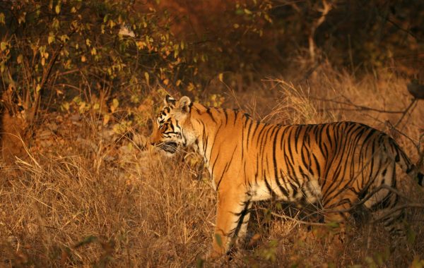 Ranthambore National Park