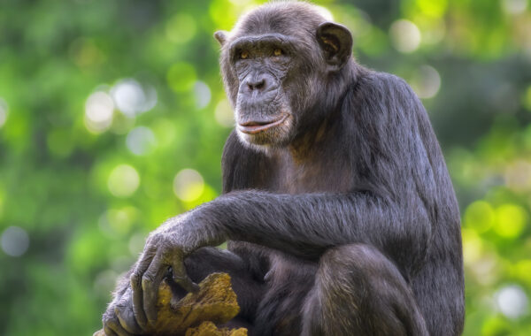 Go chimpanzee tracking in Kibale Forest