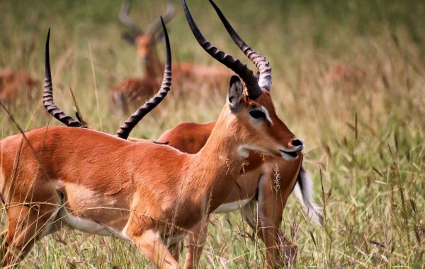Akagera National Park