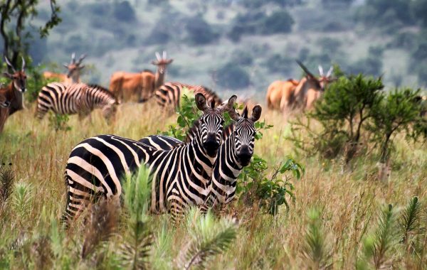Akagera National Park