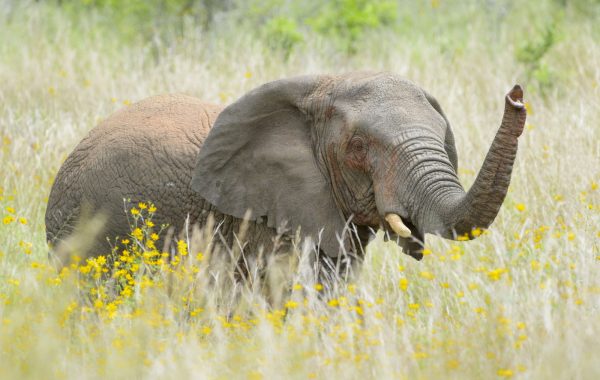 Akagera National Park
