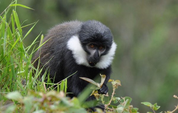 Nyungwe National Park