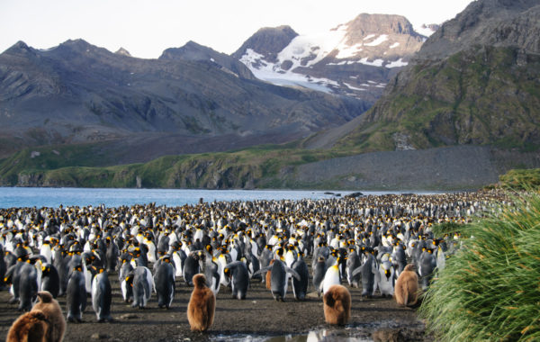 South Georgia