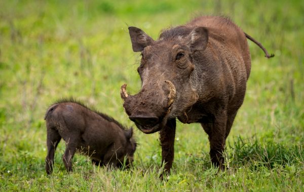 Ngorongoro Crater