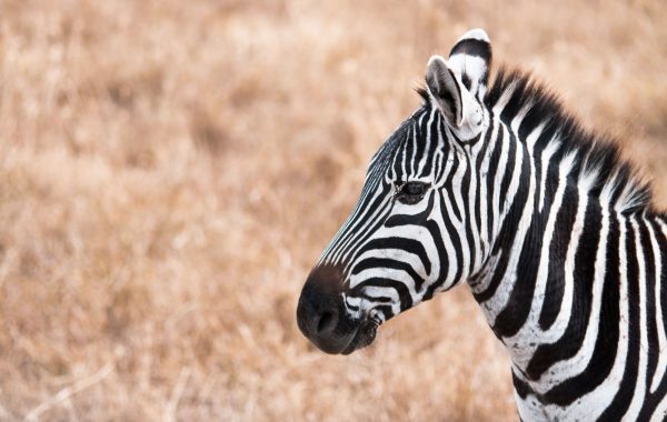 Ngorongoro Crater