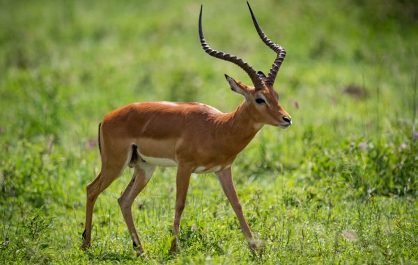 Serengeti