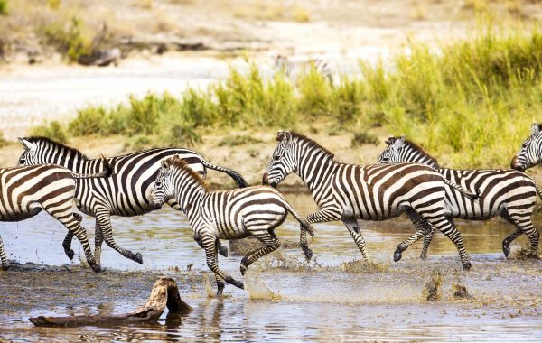 Serengeti