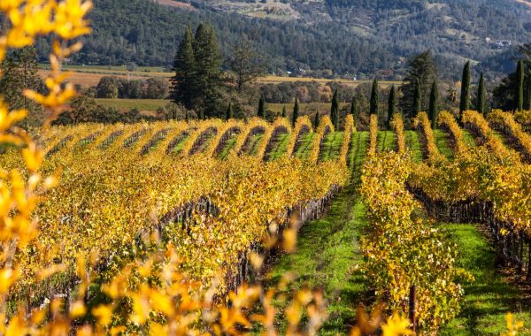 Napa Valley