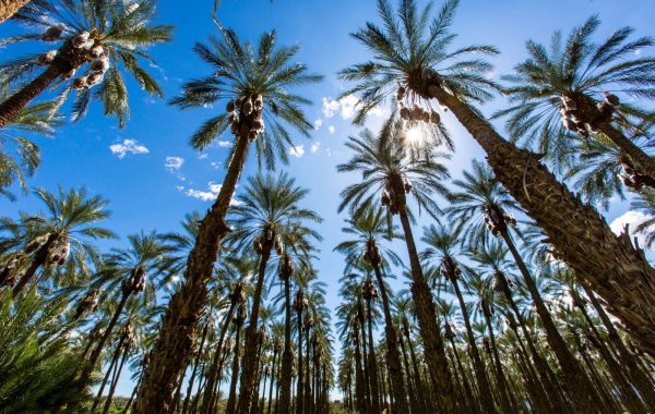 Palm Springs