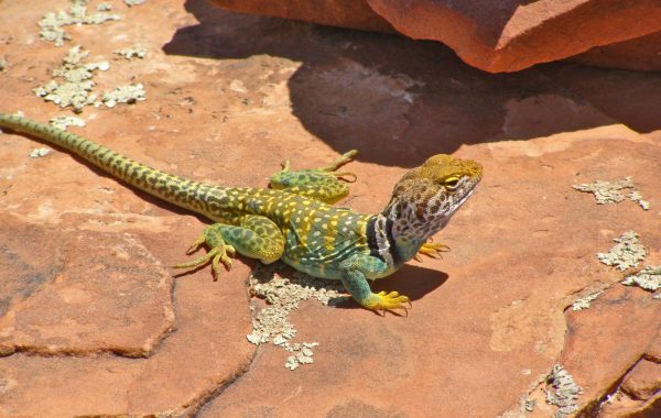 Sedona