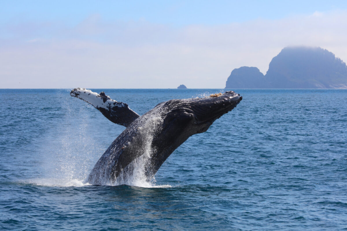 015_Alaska_humpback_lowres