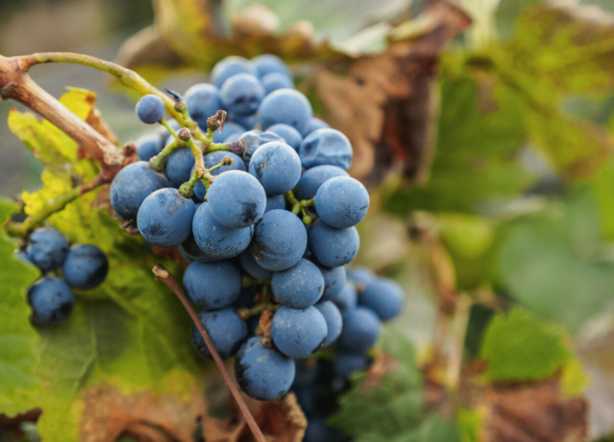 Argentina Mendoza Malbecgrapes