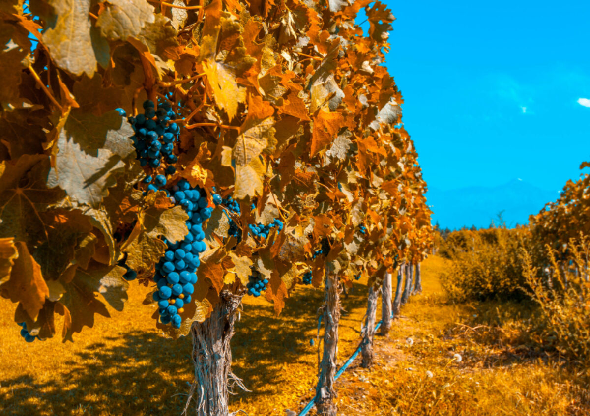 Argentina Mendoza autumnharvest