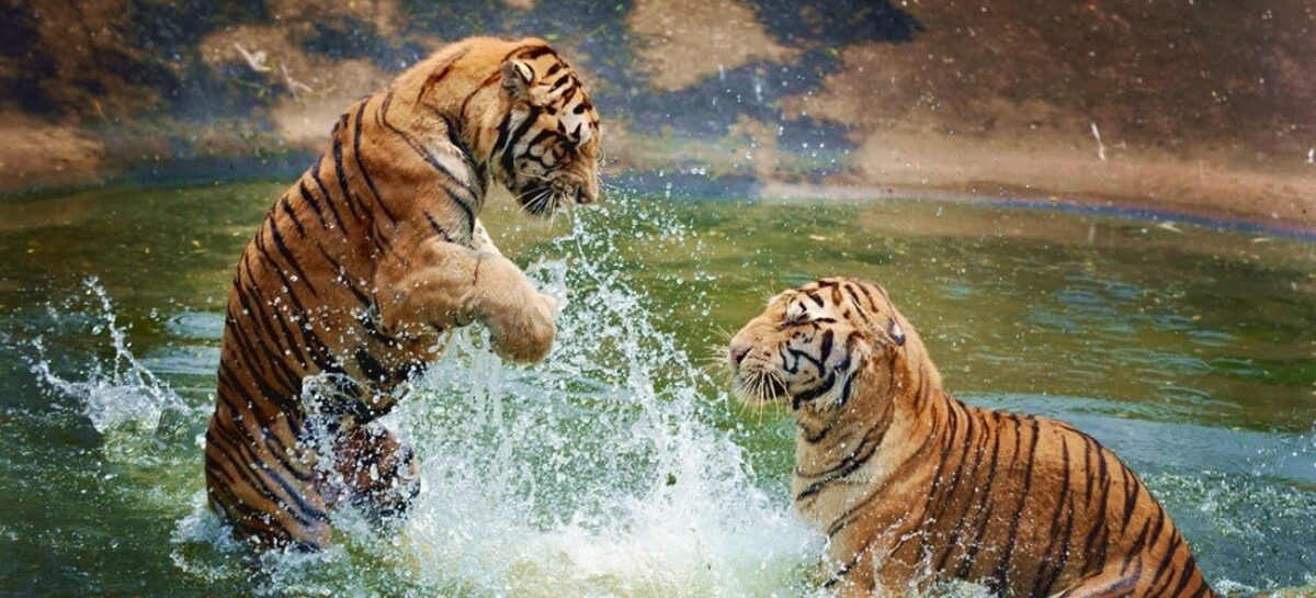 Bespoke India Travel Tigers