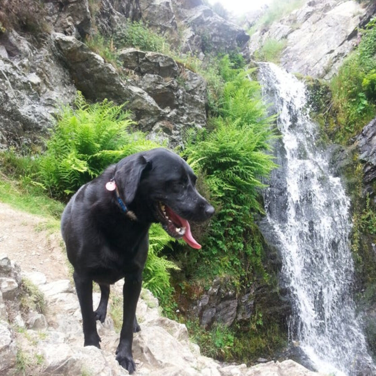 Black Dog Adventures2