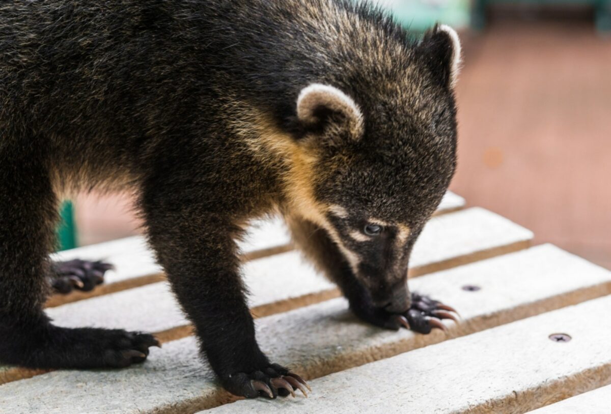 Brazil Iguazu Coati