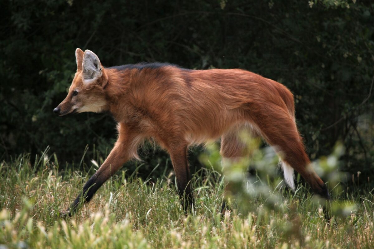 Brazil Pantanal Maned wolf