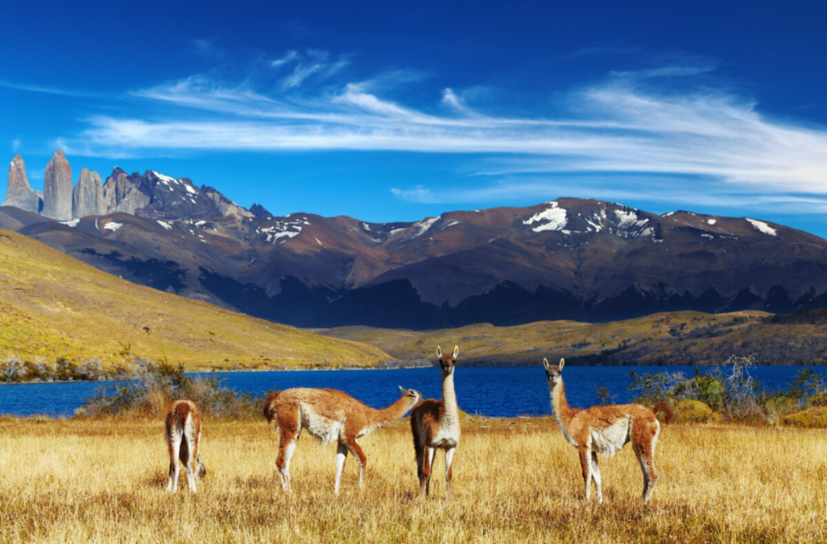 Chile Guanaco Torres
