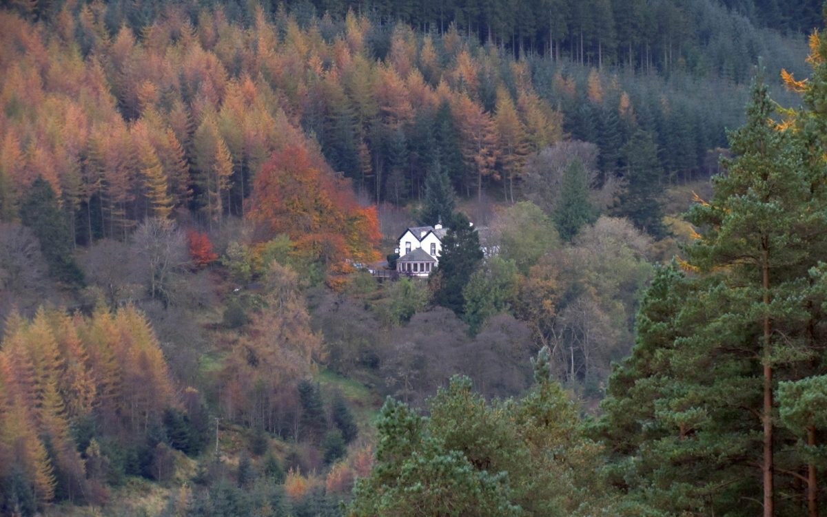 Cottage in the Wood 2