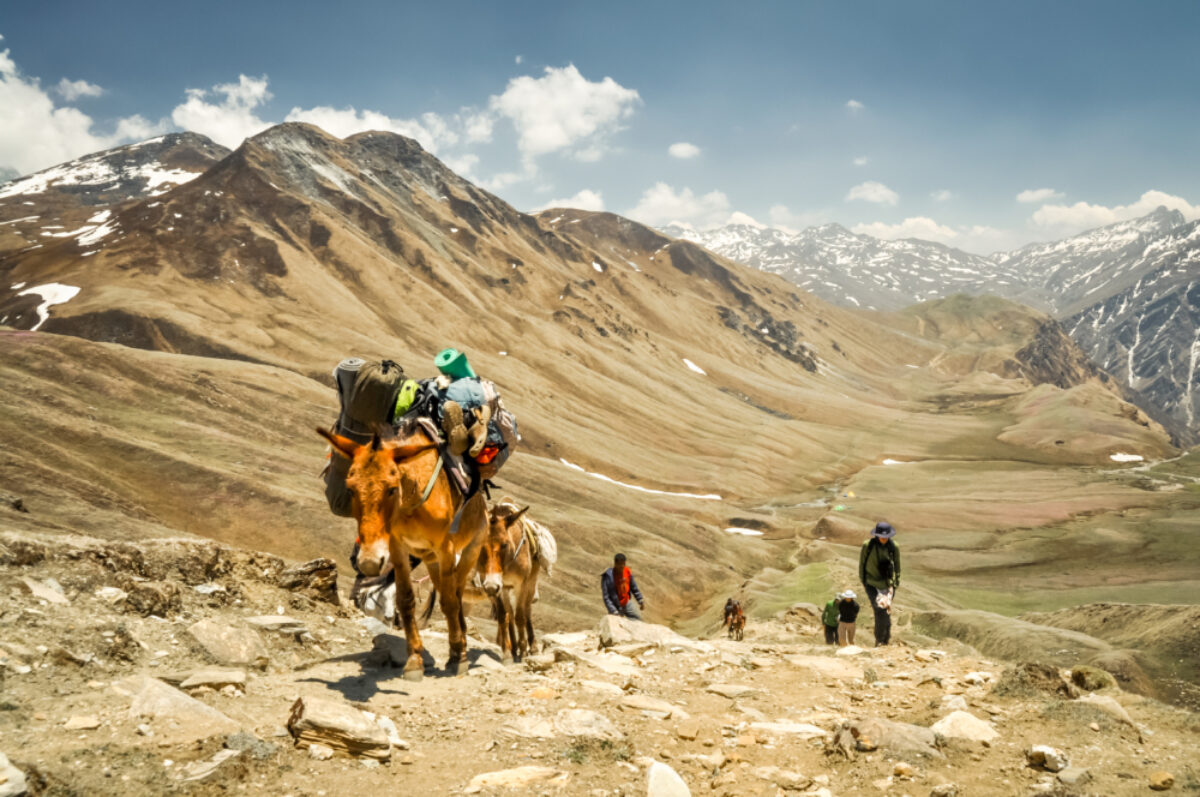 Dolpo caravan