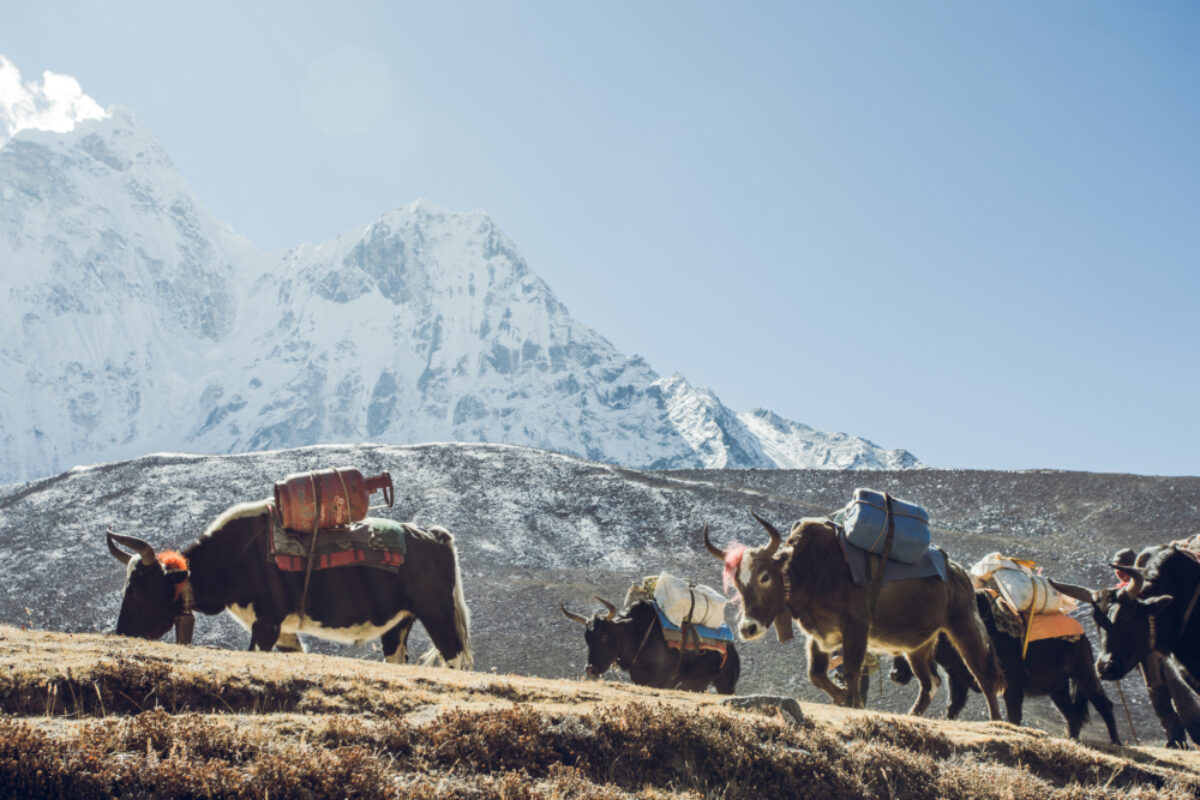 Everest BC trek Yaks lowres