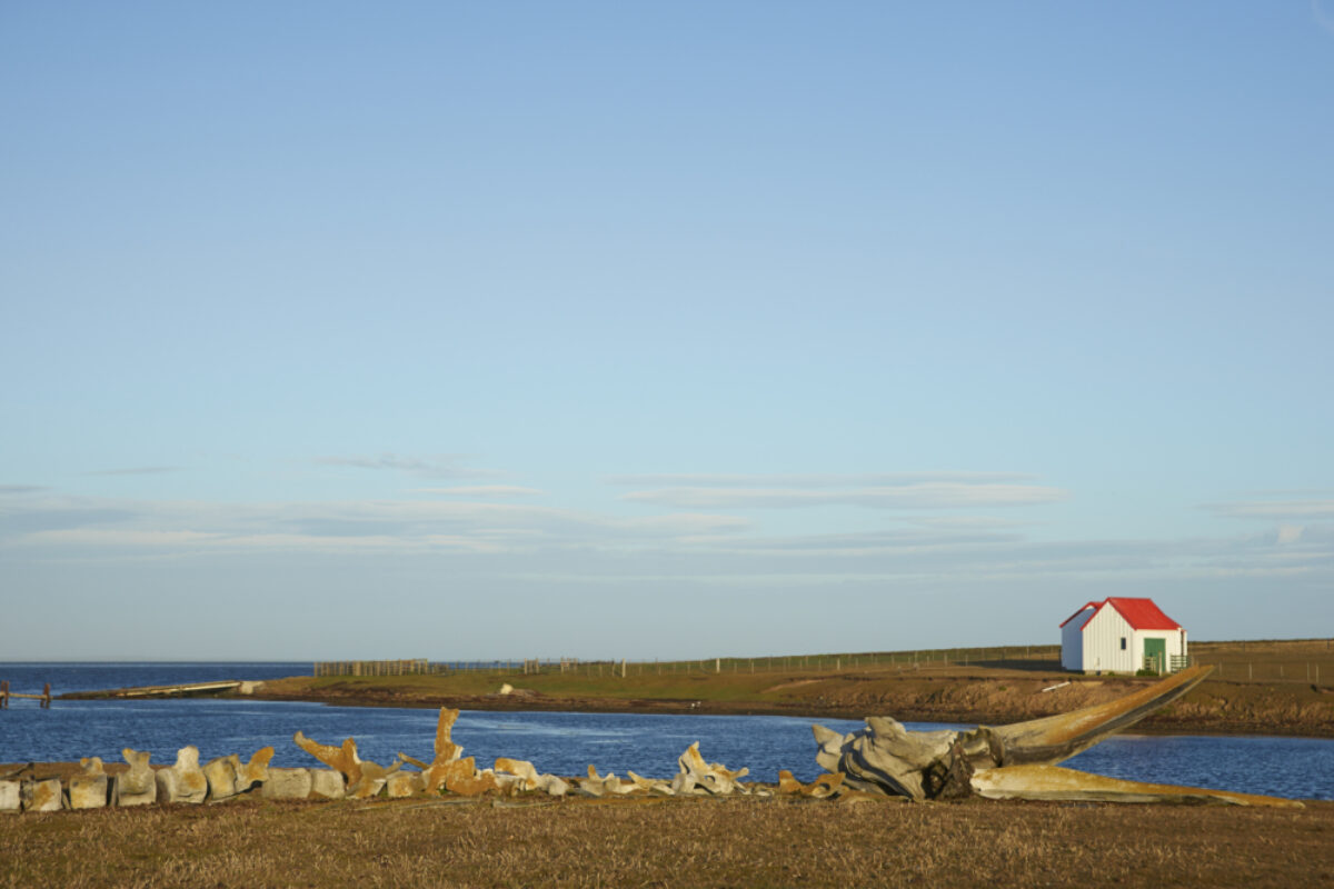 Falklands-Islands_Bleaker-Island