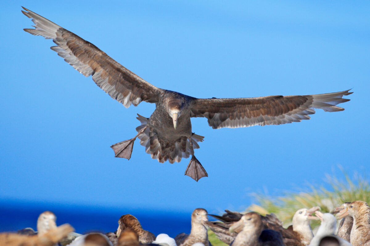 Falklands_Sea-Lion-Island_Petrelbird_lowres