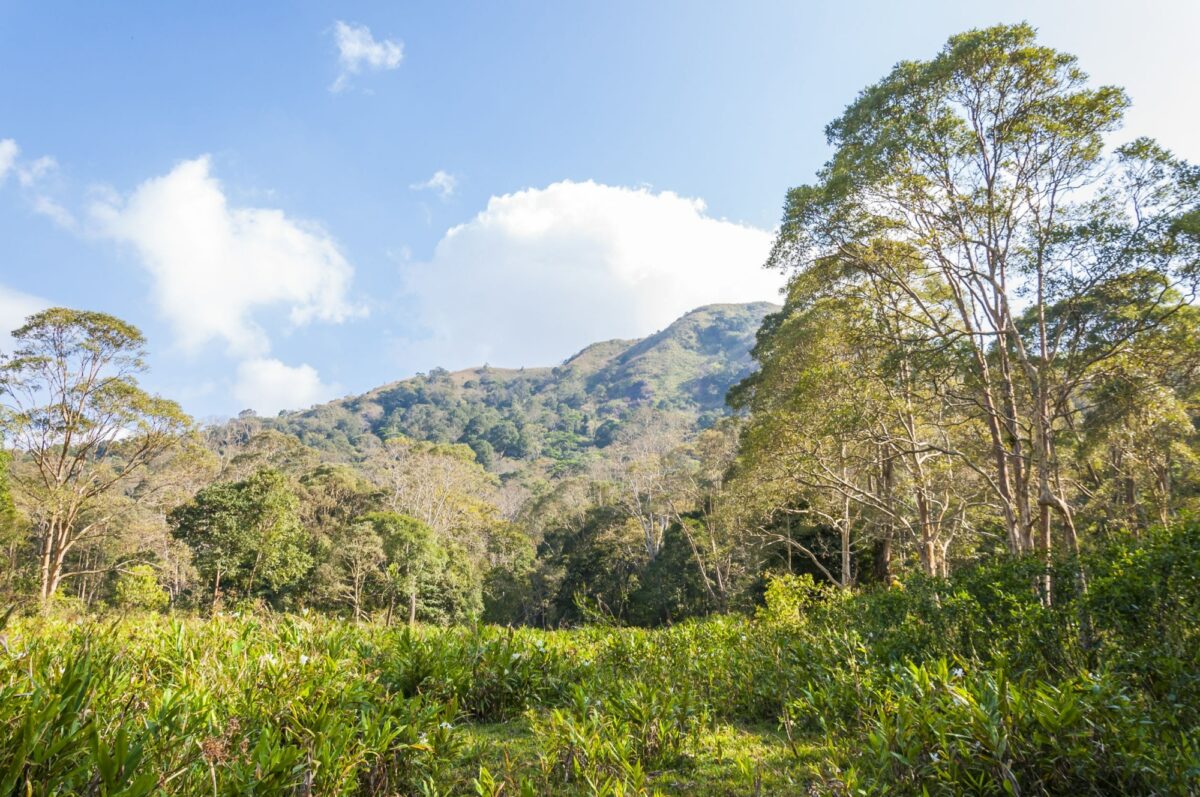 India Periyar National Park2
