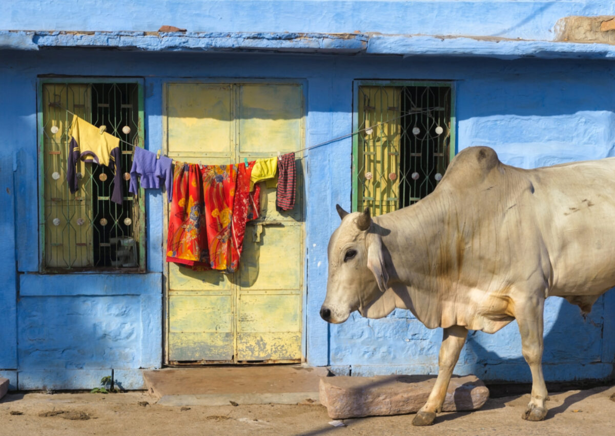 Jodhpur 5