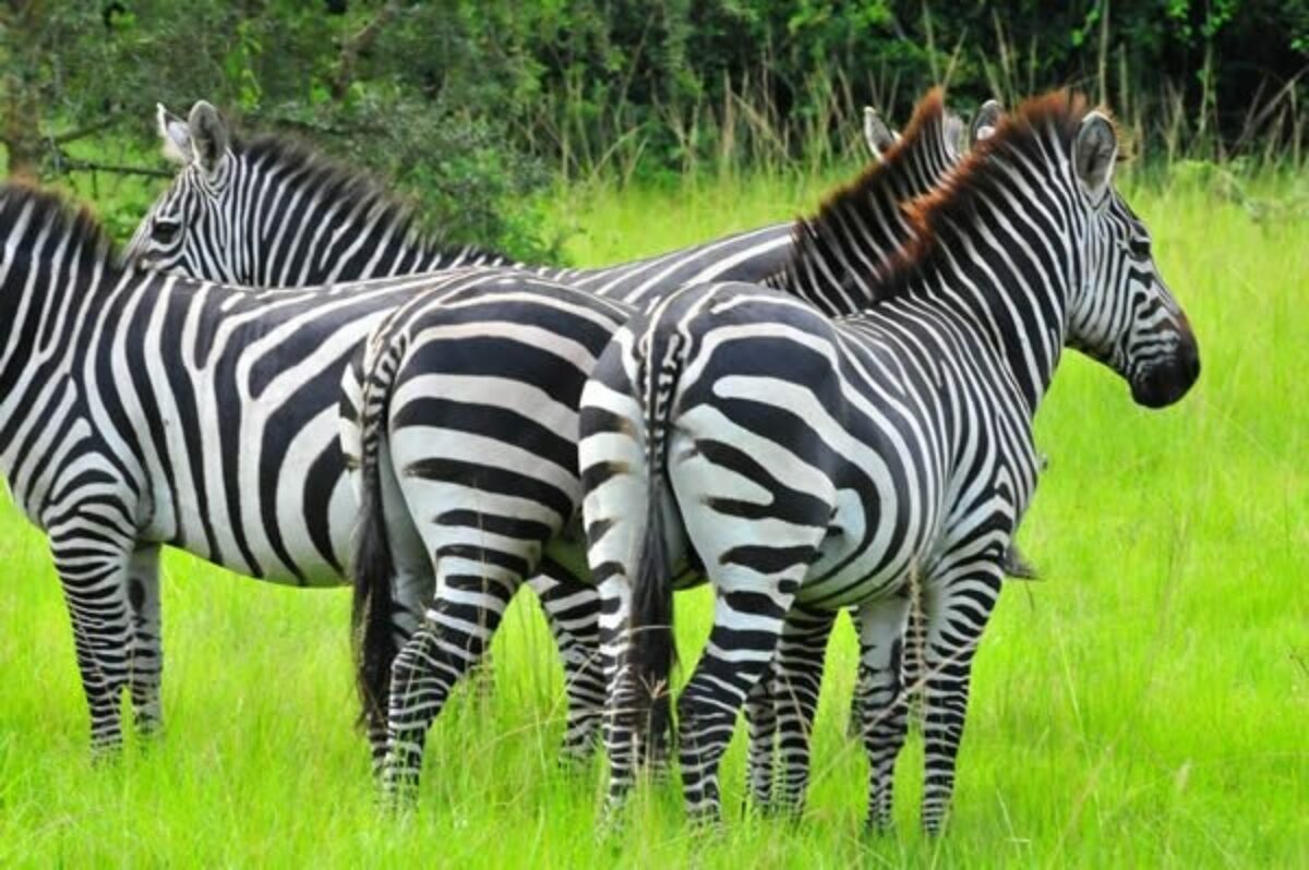 Pamoja Safari1