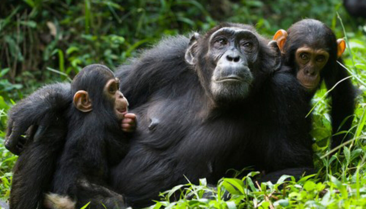 Rwanda Eco Company Safaris