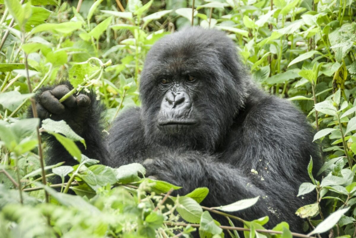 Rwanda Volcanoes National Park3