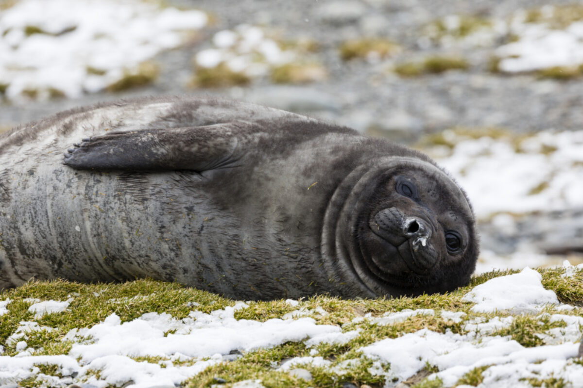 South-Georgia_Fortuna Bay_Elephant-Seal