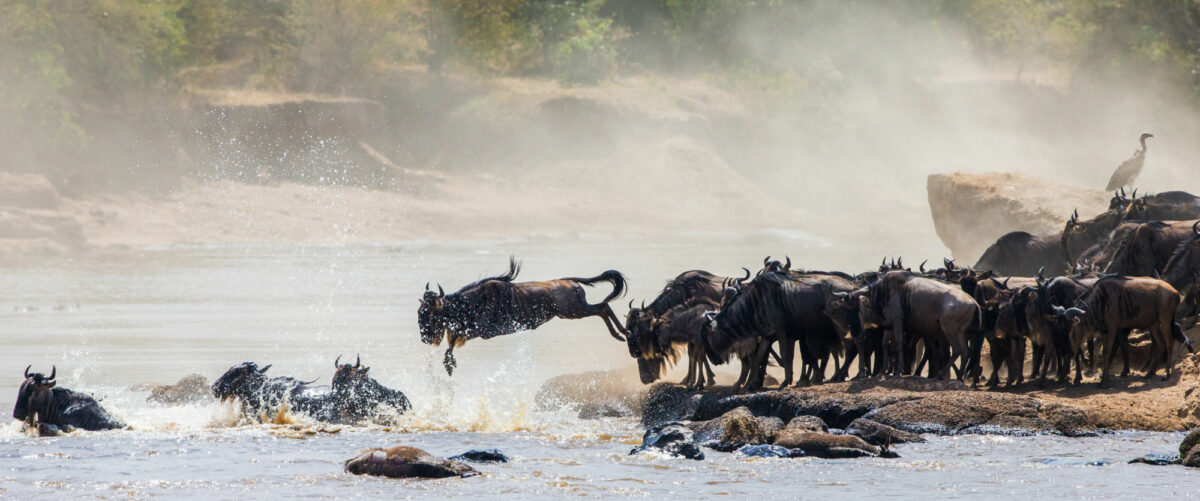 Tanzania-wildebeest