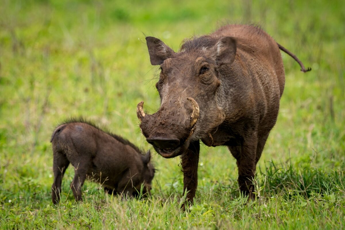 Tanzania Ngoro Ngoro crater warthog