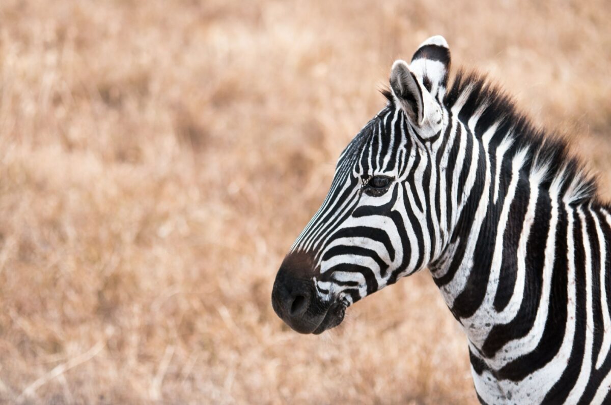 Tanzania Ngoro Ngoro crater zebra