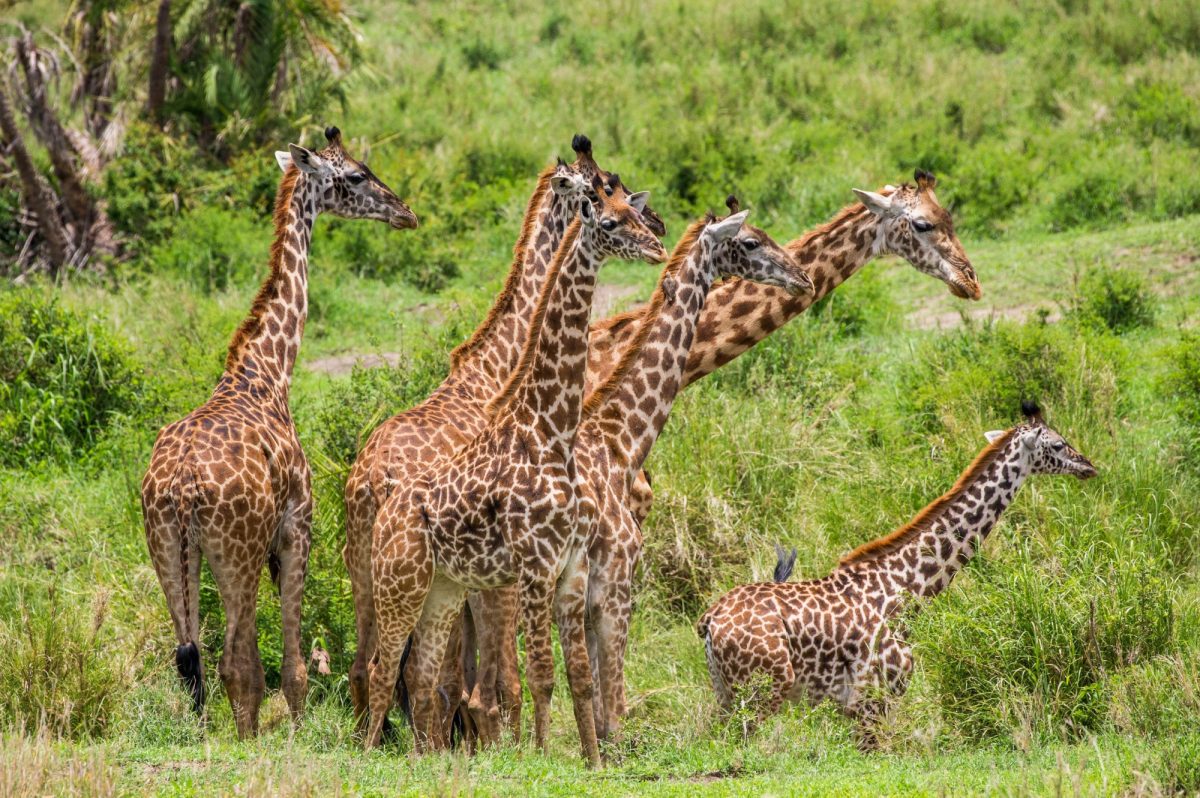 Tanzania serengeti Giraffes