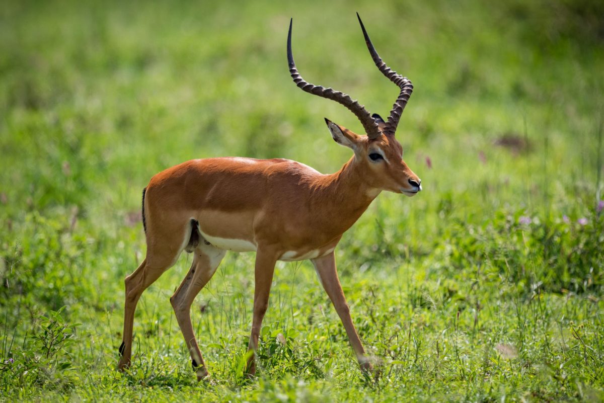 Tanzania serengeti Impala