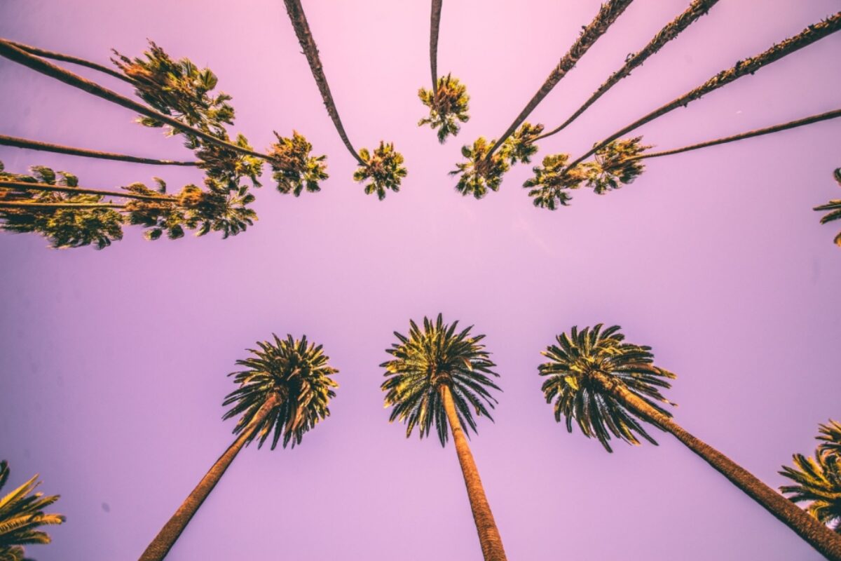 USA LA palms