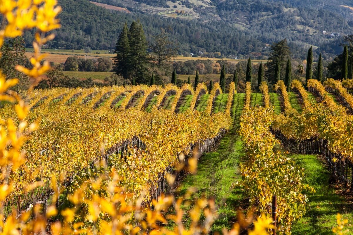 USA Napa Valley2