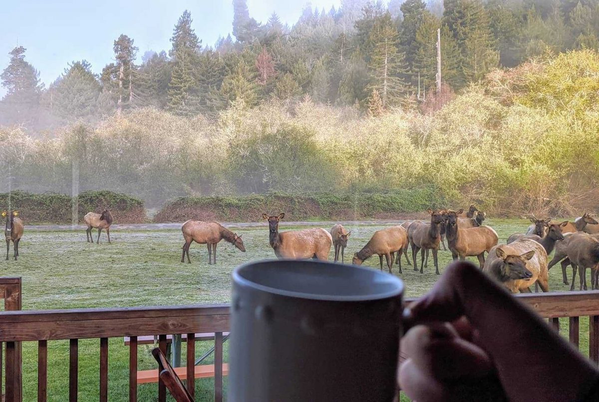 Elk1