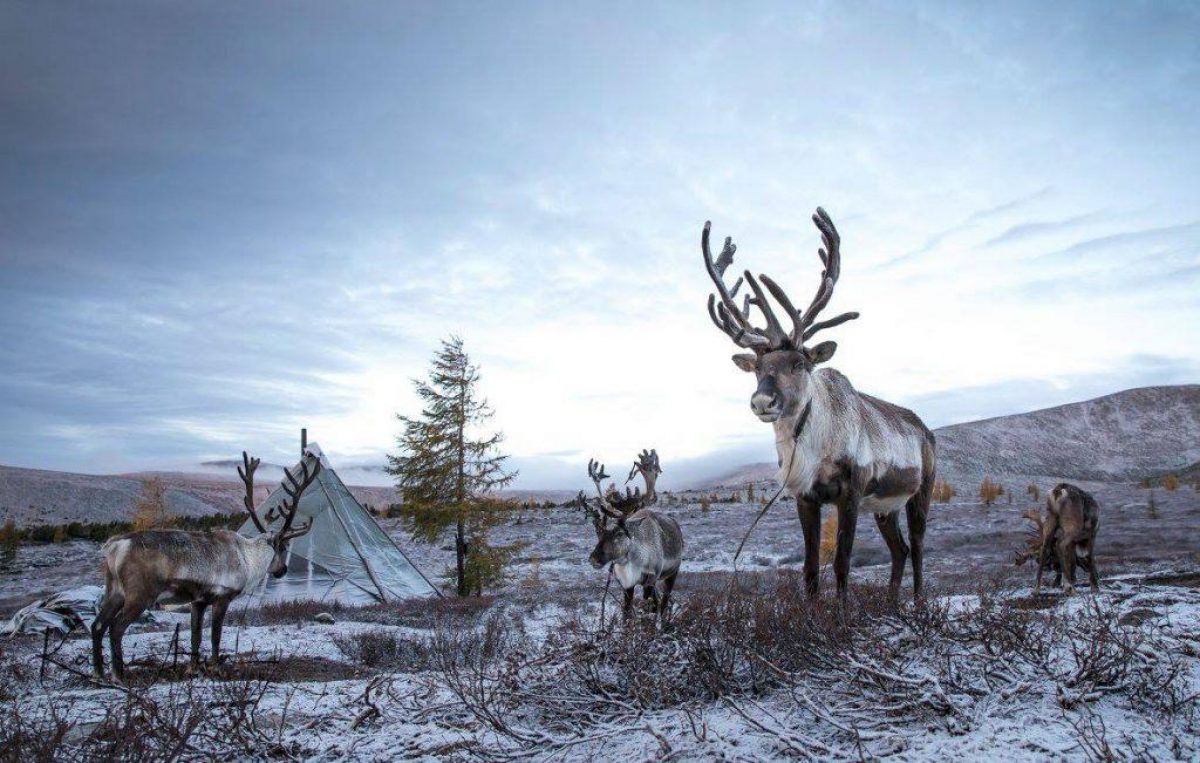 Eternallandscapesreindeer