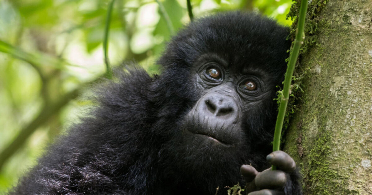 Gorilla baby