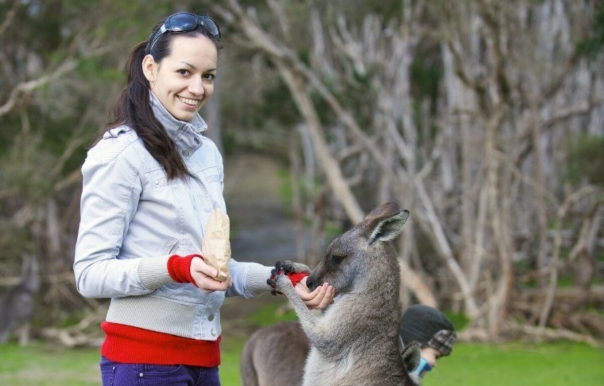 Gowest phillip island tour gallery 005