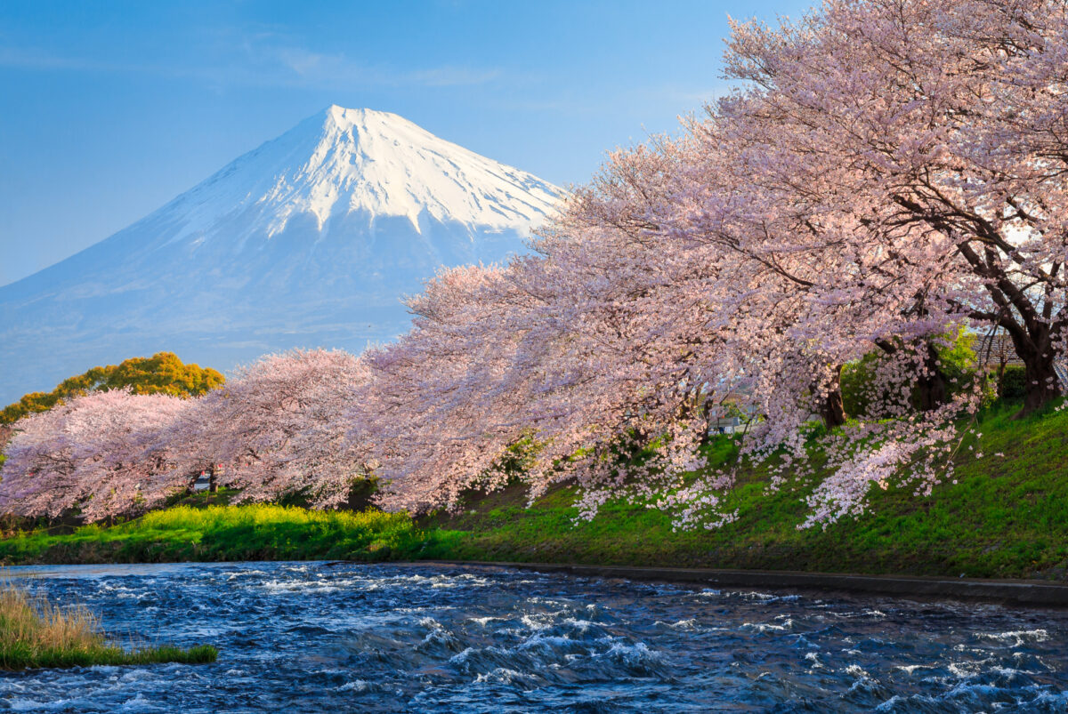 Japan_fujiblossom