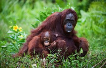 Borneo
