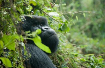 Rwanda