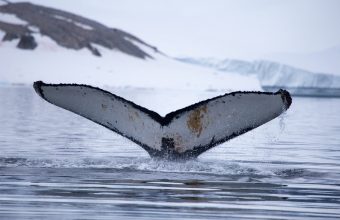 Antarctica